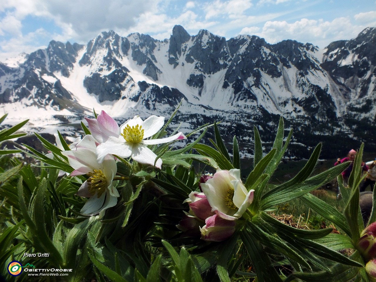 39 Anemone narcissino con le 'Piccole Dolomiti Scalvine'.JPG